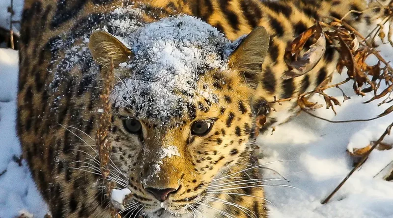 leopardos, rusia, Ussuriisk, captados, inusuales, leopardos,