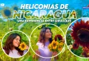 heliconias, nicaragua, masaya, catarina, heliconias de nicaragua, flores, experiencia, girasoles,