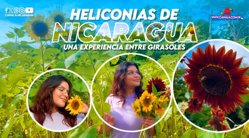 heliconias, nicaragua, masaya, catarina, heliconias de nicaragua, flores, experiencia, girasoles,