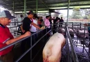centro, tecnologia, agropecuaria, matagalpa, inta, tecnologia