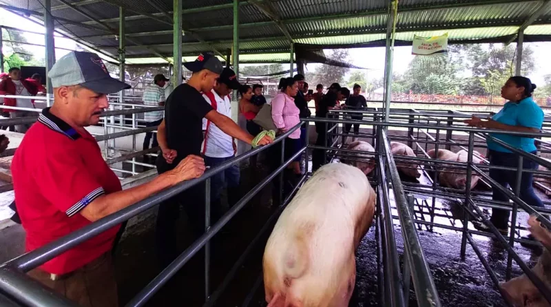 centro, tecnologia, agropecuaria, matagalpa, inta, tecnologia