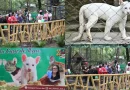 puma albino, itzae, presentacion del puma albino, zoologico, chontales, nicaragua