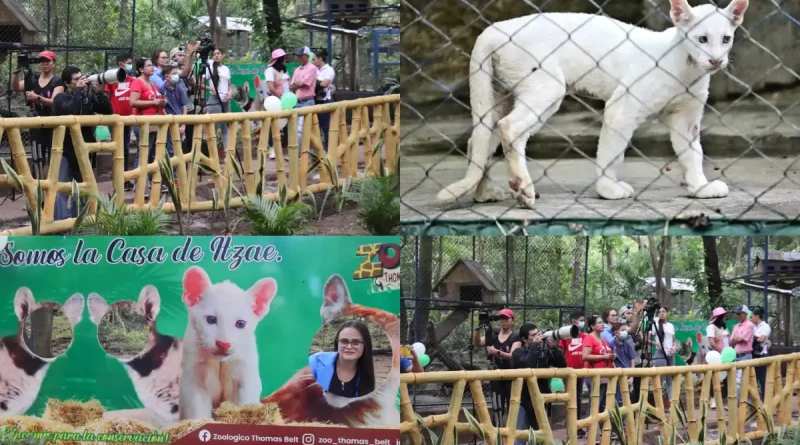 puma albino, itzae, presentacion del puma albino, zoologico, chontales, nicaragua