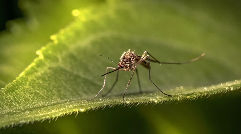 dengue, malaria, minsa, salud, nicaragua