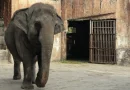 elefanta, mali, cautiverio, muere, solitaria, triste, elefante, zoologico, malina, reja,