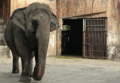 elefanta, mali, cautiverio, muere, solitaria, triste, elefante, zoologico, malina, reja,