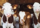 nicaragua, cnsumo, comercio, lacteos, carnes, produccion, managua, nicaragua, gobierno de nicaragua, leche, vacas,