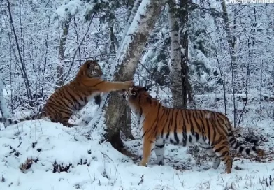 tigres, rusia, habitatnatural