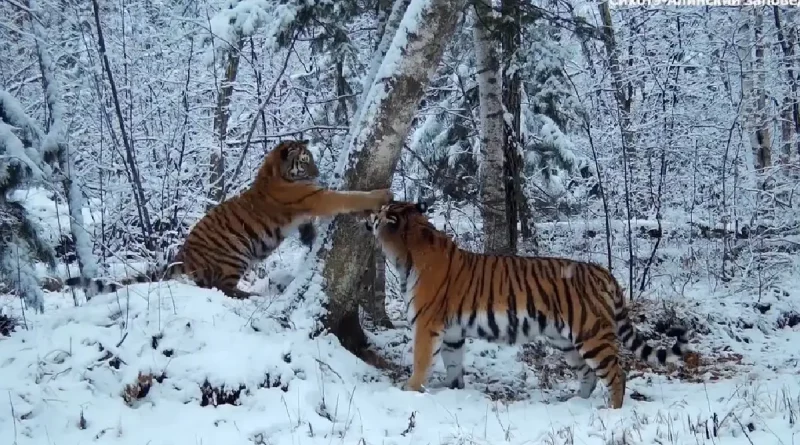 tigres, rusia, habitatnatural