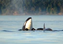 heavy metal, orcas, musica