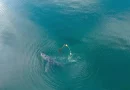 ballenas, cangrejos, trampa, alaska