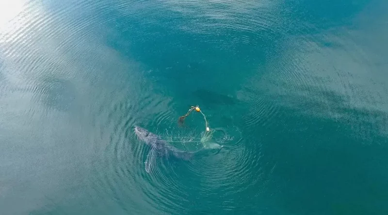 ballenas, cangrejos, trampa, alaska