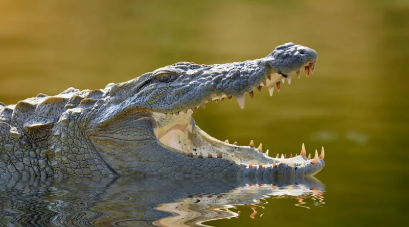 australiano, ataque, animal