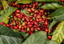 nicaragua, produccion de cafe, produccion cafetalera en nicaragua, cafearabigo,
