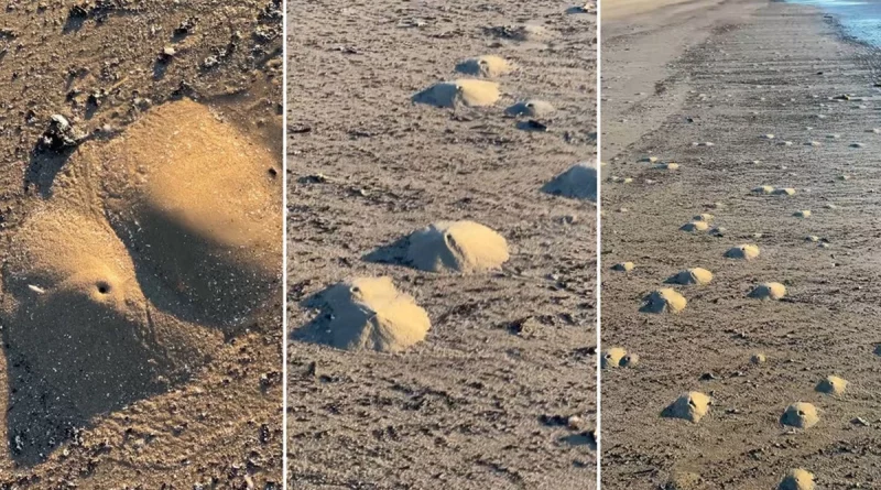 camarones, fantasma, ecosistemas costeros