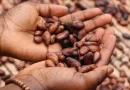 cacao, nicaragua, crecimiento, cultivo, economia, produccion,