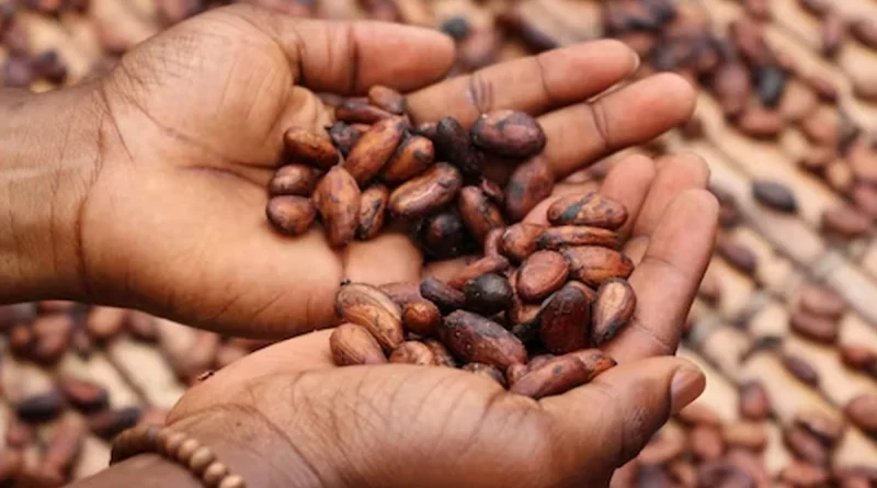 cacao, nicaragua, crecimiento, cultivo, economia, produccion,