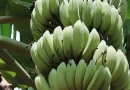plátano, nicaragua, produccion agricola, productividad, crecimiento,