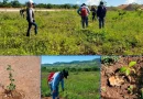 enacal, nicaragua, reforestacion, nicaragua, fuentes de agua, plantas, reforestación, jornada, conservación, agua,