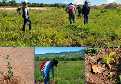 enacal, nicaragua, reforestacion, nicaragua, fuentes de agua, plantas, reforestación, jornada, conservación, agua,