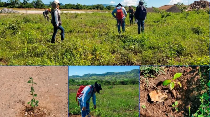 enacal, nicaragua, reforestacion, nicaragua, fuentes de agua, plantas, reforestación, jornada, conservación, agua,