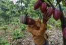 nicaragua, cacao, prodictores de cacao, finca de cacao, fruto de cacao, cacao de nicaragua,