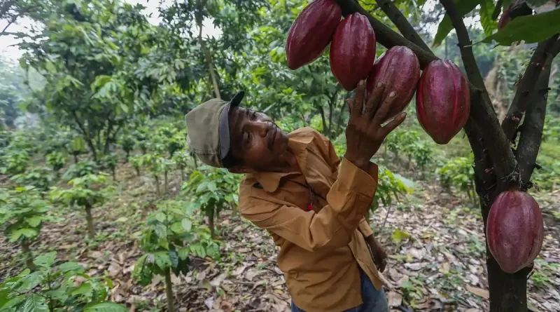 nicaragua, cacao, prodictores de cacao, finca de cacao, fruto de cacao, cacao de nicaragua,