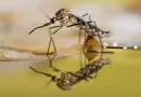 minsa, dengue, zancudo, insecto, trasmisor, prevencion, estrategia, enfermedades, epidemicas,