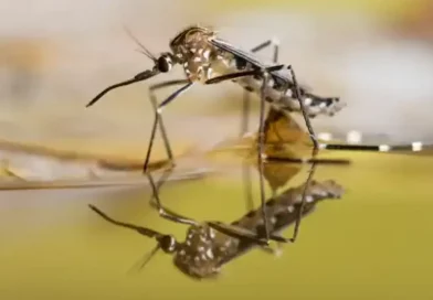 minsa, dengue, zancudo, insecto, trasmisor, prevencion, estrategia, enfermedades, epidemicas,