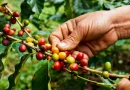 produccion de cafe, nicaragua, gobierno de nicaragua