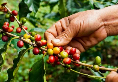 produccion de cafe, nicaragua, gobierno de nicaragua