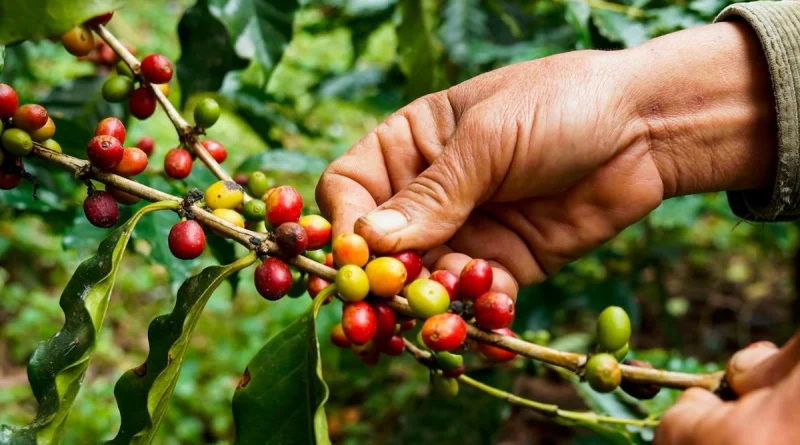 produccion de cafe, nicaragua, gobierno de nicaragua