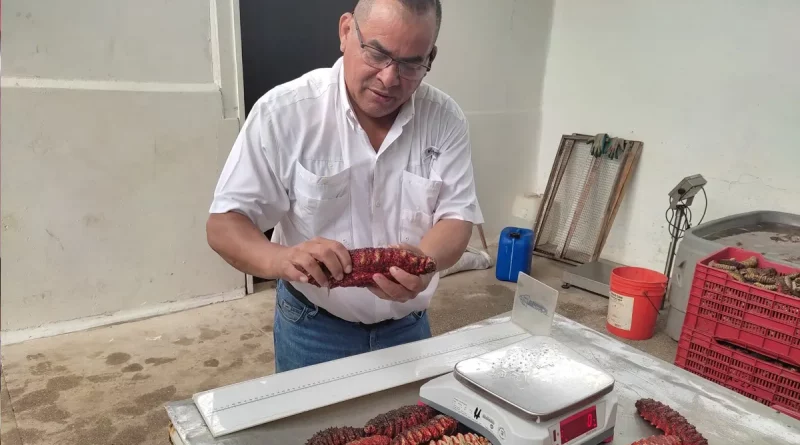 inpesca, pepino de mar, caribe de nicaragua, pescadores,