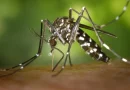 Nicaragua, informe, reporte, dengue, neumonia, nicaragua,m salud, minsa, casos, dengue,