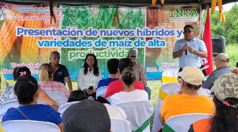 nicaragua, inta, maiz, alata productividad, amarilla, cosecha