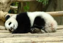 moscu, zoologico, animal, peligro de extincion, panda