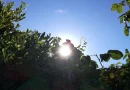 ineter, clima, pronóstico del tiempo, managua, nicaragua