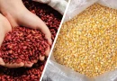 cosecha de maiz, nicaragua, crecimiento, cosecha, maiz, rijol rojo, nicaragua, economía,