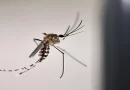dengue, malaria, nicaragua, managau minsa, salud, minsa, mosquito, dengue, minsa, incremento, mosquito,