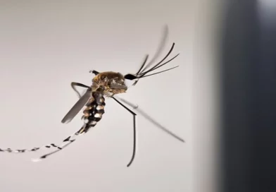 dengue, malaria, nicaragua, managau minsa, salud, minsa, mosquito, dengue, minsa, incremento, mosquito,