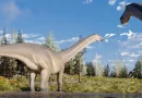 nueva especie de dinosaurio, herbivoro, cuello largo, argentina