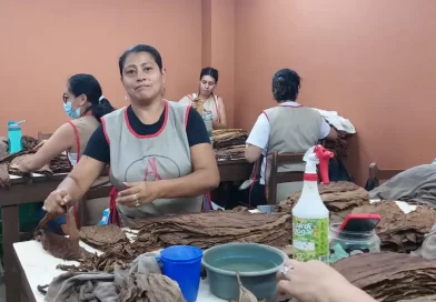 tabaco, puro, elaboración, trabajadora, empresa, Festival Internacinal del Tabaco Puro Sabor, aficionados, proceso de elaboración, AJ Fernández, Estelí,