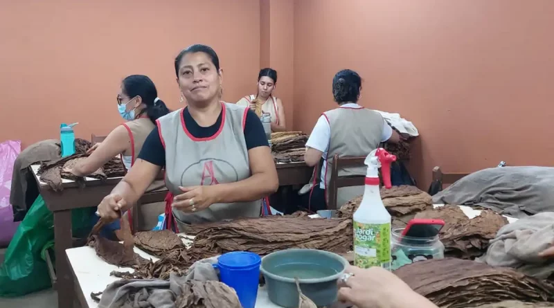 tabaco, puro, elaboración, trabajadora, empresa, Festival Internacinal del Tabaco Puro Sabor, aficionados, proceso de elaboración, AJ Fernández, Estelí,