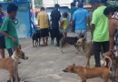 managua, jornada veterinaria, barrio carlos nuñez
