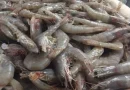inpesca, linea estrategica, plan de trabajo 2024