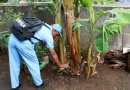 abatizacion de dengue, barrio villa libertad, minsa, managua, lucha antiepidémica