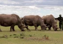 animal, animales, rinoceronte, Kenia, plan, amenaza, extinción, rinoceronte negro, rescatar, plan de protección, salvar,