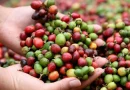 cafe, nicaragua, semilla, nestle