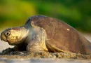 tortugas marinas, marena, cgtn, nicaragua