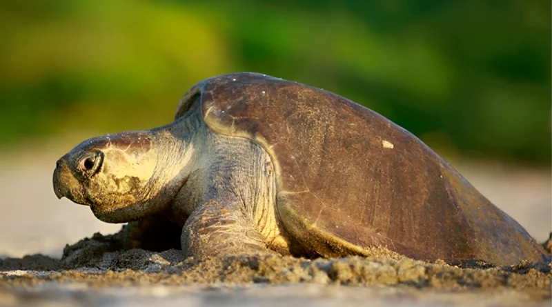 tortugas marinas, marena, cgtn, nicaragua